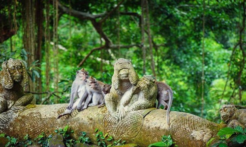 Ubud Monkey Forest Tours