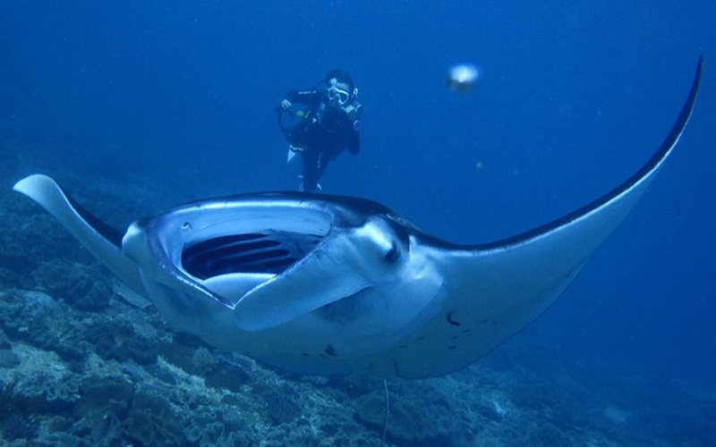 Nusa Lembongan Scuba Diving Trip